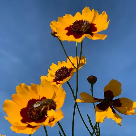 Σαλέ Les Bouquetins *