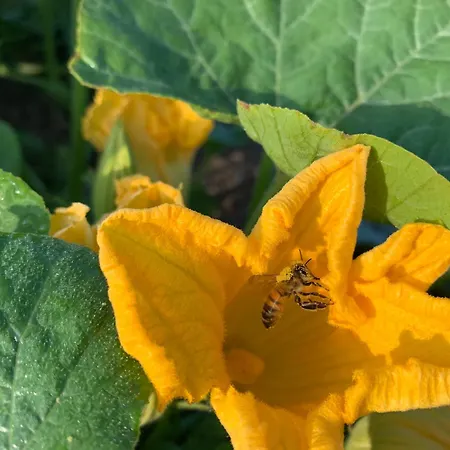 Les Bouquetins Stosswihr