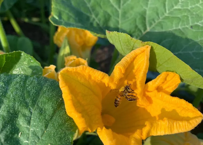 Les Bouquetins Stosswihr