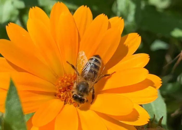 Chalet Les Bouquetins Stosswihr